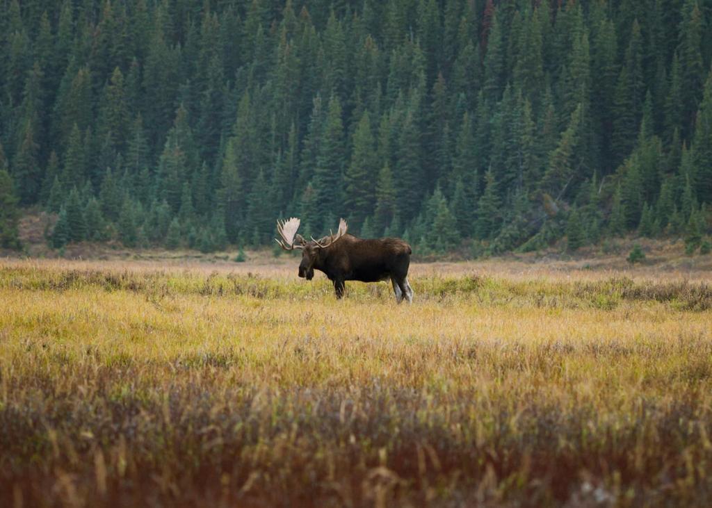 A Bear And Bison Country Inn Canmore Ngoại thất bức ảnh