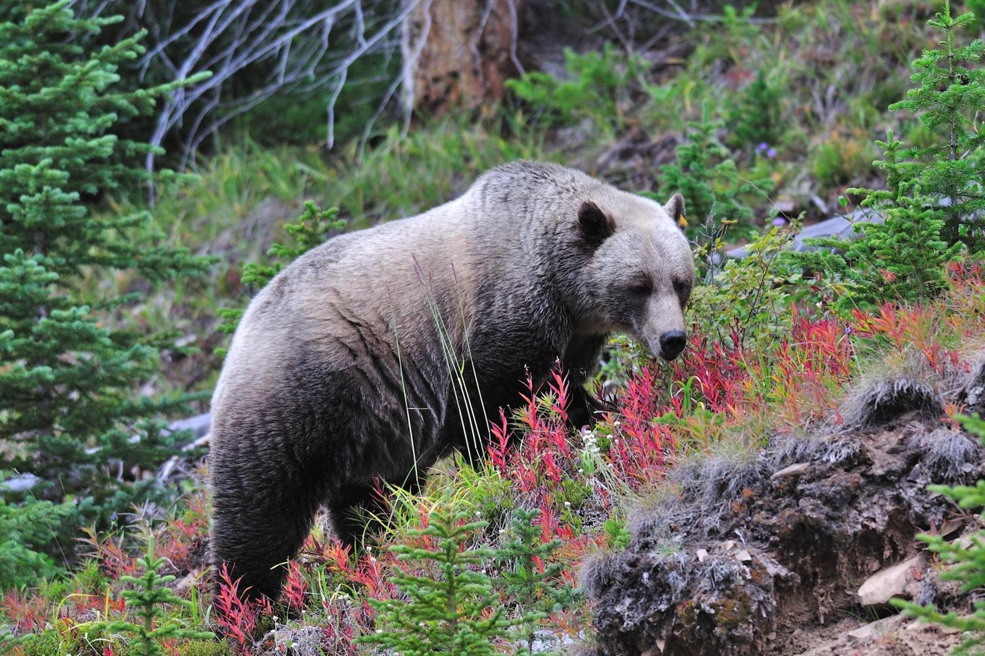 A Bear And Bison Country Inn Canmore Ngoại thất bức ảnh