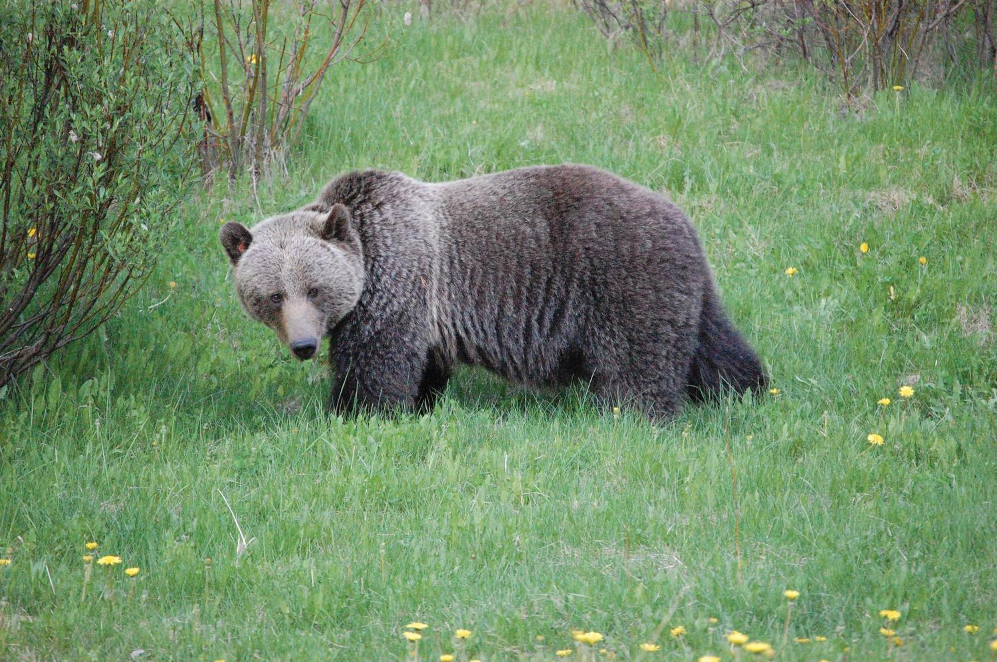 A Bear And Bison Country Inn Canmore Ngoại thất bức ảnh
